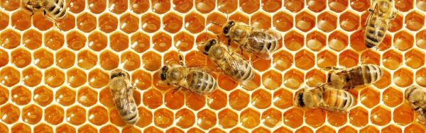 Bienen sitzen auf Honigwabe