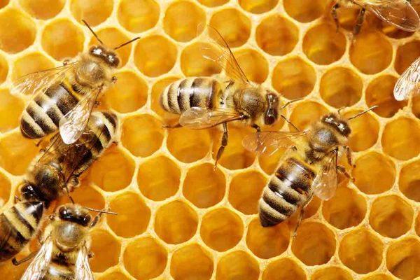 bienenwabe Bienenwabe mit Bienen