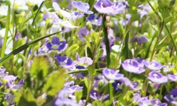 fotowettbewerb_flowers-858d0ae0 fotowettbewerb_flowers-858d0ae0